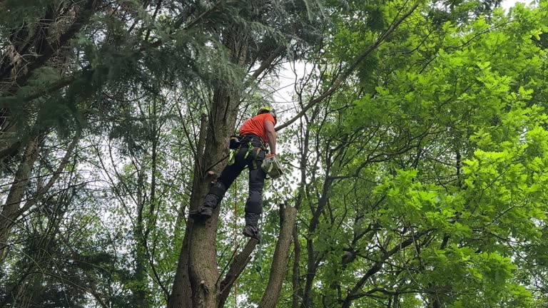  Story City, IA Tree Services Pros